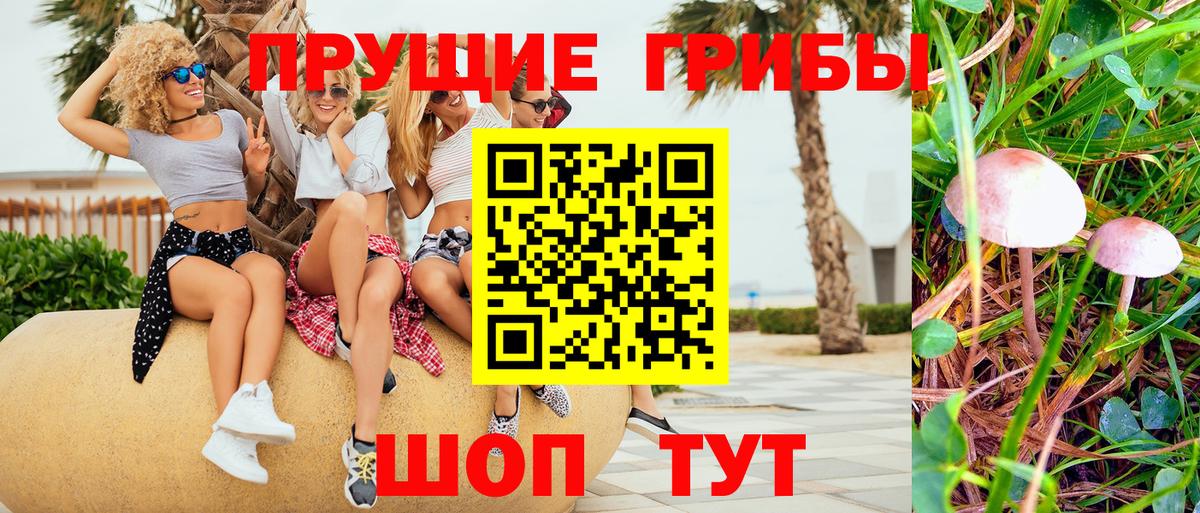 Псилоцибиновые грибы Cubensis Родники